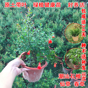 红花 石榴花苗石榴盆栽喜事婚嫁庭院阳台喜庆仙草苗潮汕抹草花卉