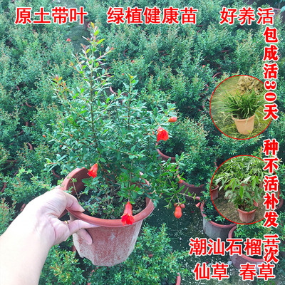 红花仙草抹草盆栽胶己人喜事花草