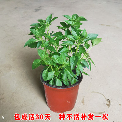 潮汕金不换可食用盆栽鲜活九层塔