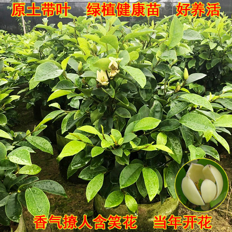 含笑花苗香妃花树浓香型四季花卉植物庭院阳台树苗开花四季青耐寒