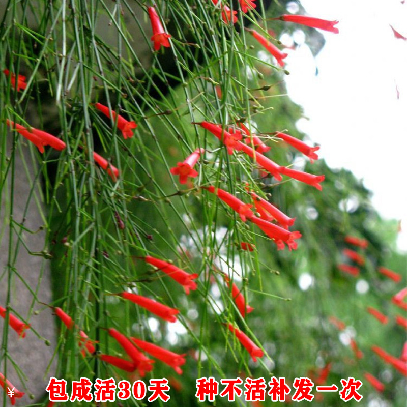 爆仗竹苗红色鞭炮花炮仗花苗