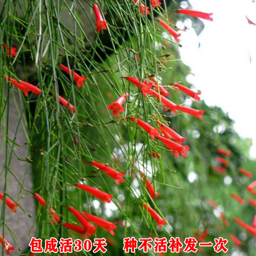 爆仗竹苗红色鞭炮花炮仗花苗