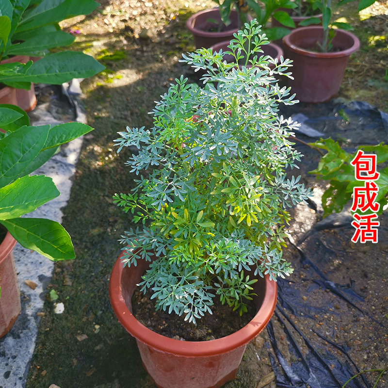 贼仔草芸香草盆栽煲绿豆沙糖水