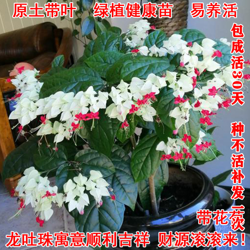 龙吐珠花苗 四季开花盆栽 麒麟九龙吐珠 珍珠宝莲苗 庭院阳台花卉