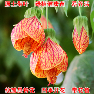 金铃花盆栽纹瓣悬铃花木本灯笼花四季花卉室内外盆栽植物耐阴常青