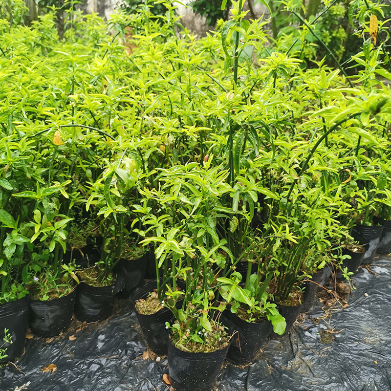 忧遁草盆栽鳄嘴花海南黎草优盾草苗庭院阳台植物新鲜中草药带土苗