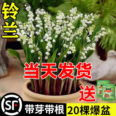 铃兰花苗盆栽耐寒植物带花苞种球四季开室内外好养花卉绿植玲