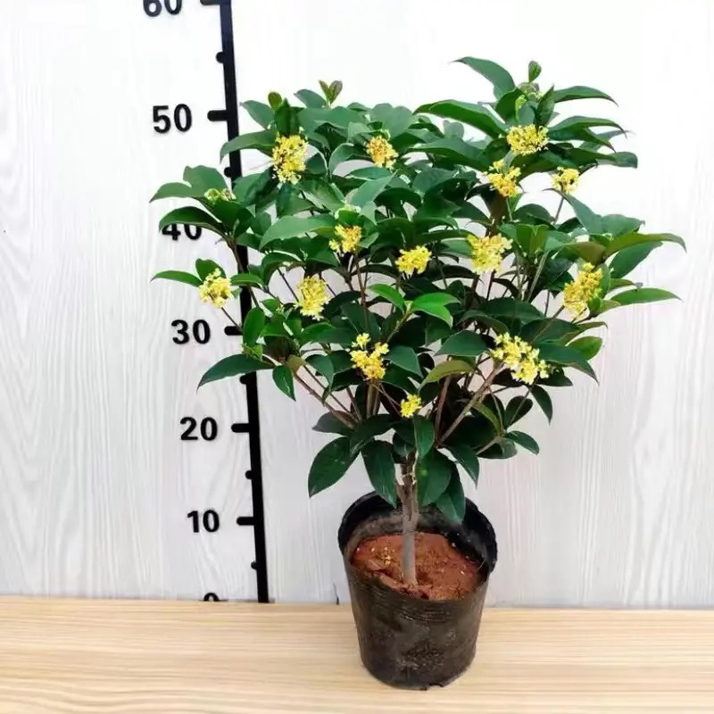 四季桂花树苗耐寒花卉阳台金丹桂盆栽庭院老桩浓香型花期长开花