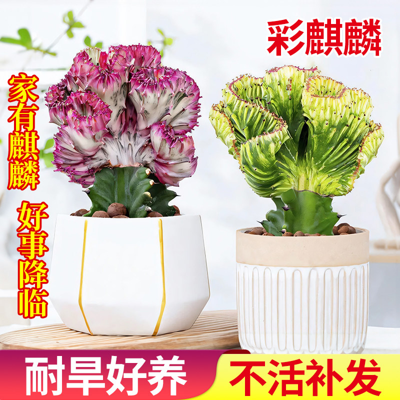 玉麒麟多肉植物盆栽室内办公桌面招财摆件龙骨彩麒麟绿植花卉盆景图片