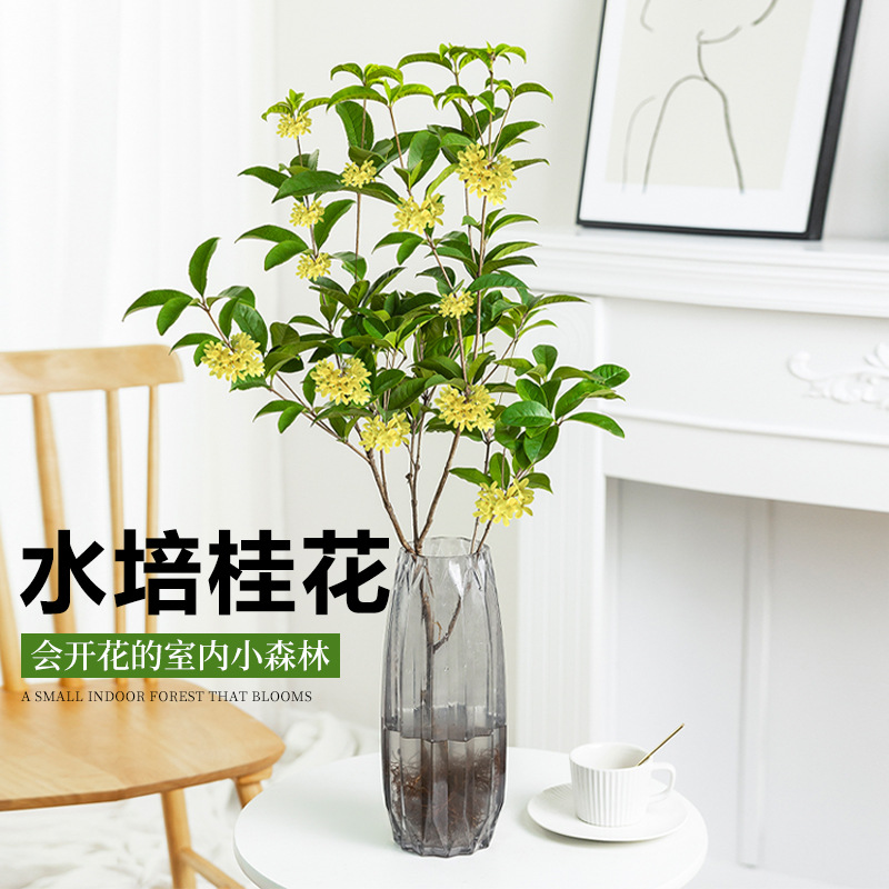 水培桂花带花苞开花树苗鲜切花盆栽花卉室内桌面鲜花绿植物好养活