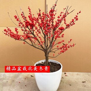 北美冬青盆栽红果冬青精品老桩盆景庭院盆栽欧洲红豆果 带果发货