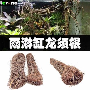 生态雨淋缸造景须枝条 水陆缸装饰藤条 榕树须 龙须根 植物墙藤条