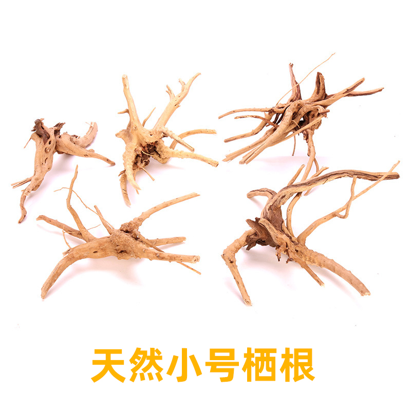 鱼缸造景装饰天然小号杜鹃根