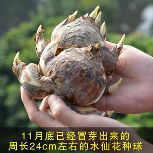 漳州水仙花种球室内水培花卉种子水养大球盆栽冬季水仙花头