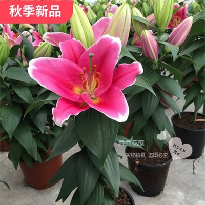 荷兰进口矮化香水百合种球现货