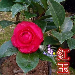 红玉茶花苗盆栽山茶花带花苞罕见品种植物绿植花卉阳台室内庭院