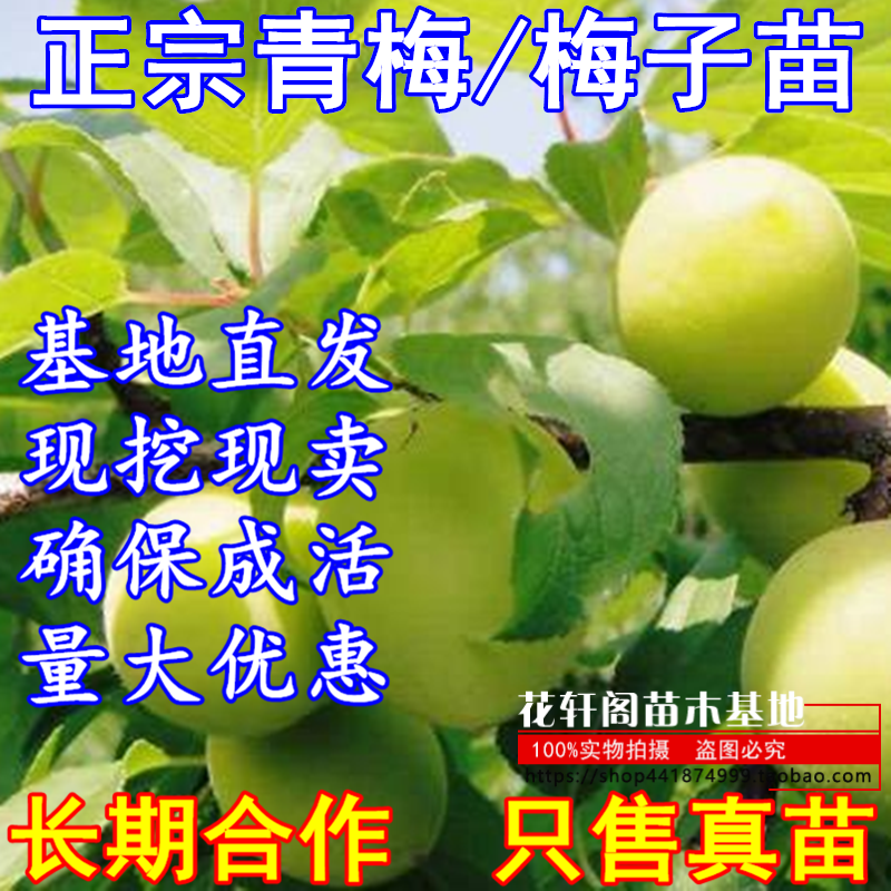 正宗嫁接青梅果梅乌梅树苗盆栽地栽酸梅子南北方种植庭院果树苗