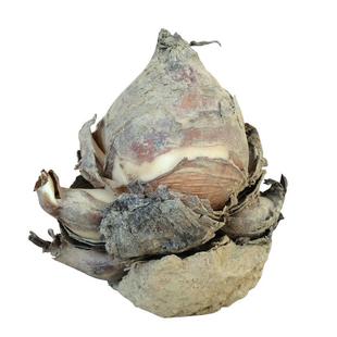 正宗漳州水仙花王大种球稀有水培种球冬季室内陈根松水仙大种球