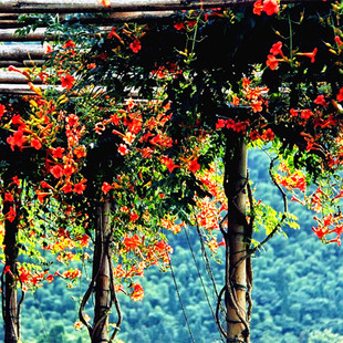 美国俄罗斯凌霄花苗爬藤植物庭院阳台花卉盆栽耐寒耐热