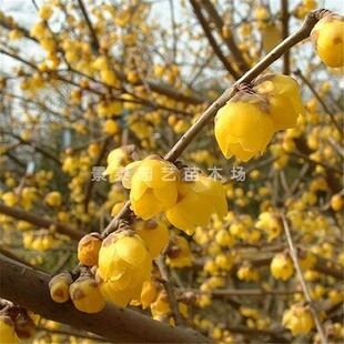 梅花树苗腊梅当年开花地栽盆栽庭院黄梅花苗腊梅盆景素心腊梅梅花