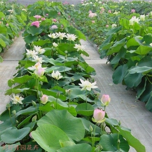 荷花苗