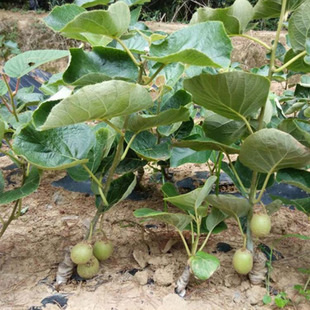 东北纯正软枣猕猴桃树苗种苗软奇异果苗圆枣子秧苗奇异莓杯苗保真