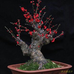 红梅花高档盆栽梅花苗原生红梅树桩盆景绿梅骨里红乌梅树苗包邮
