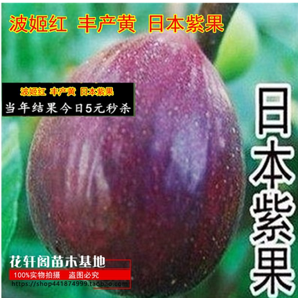 无花果 波姬红 丰产黄 日本紫果 扦插苗 庭院果树苗