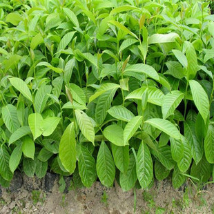 特价 绿化树苗 桃花心木苗 名贵木材 常绿乔木 耐寒