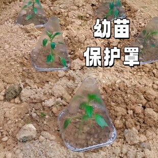植物育苗保护罩幼苗菜苗防虫防鸟罩大棚蔬菜秧苗防冻保温透明钟罩
