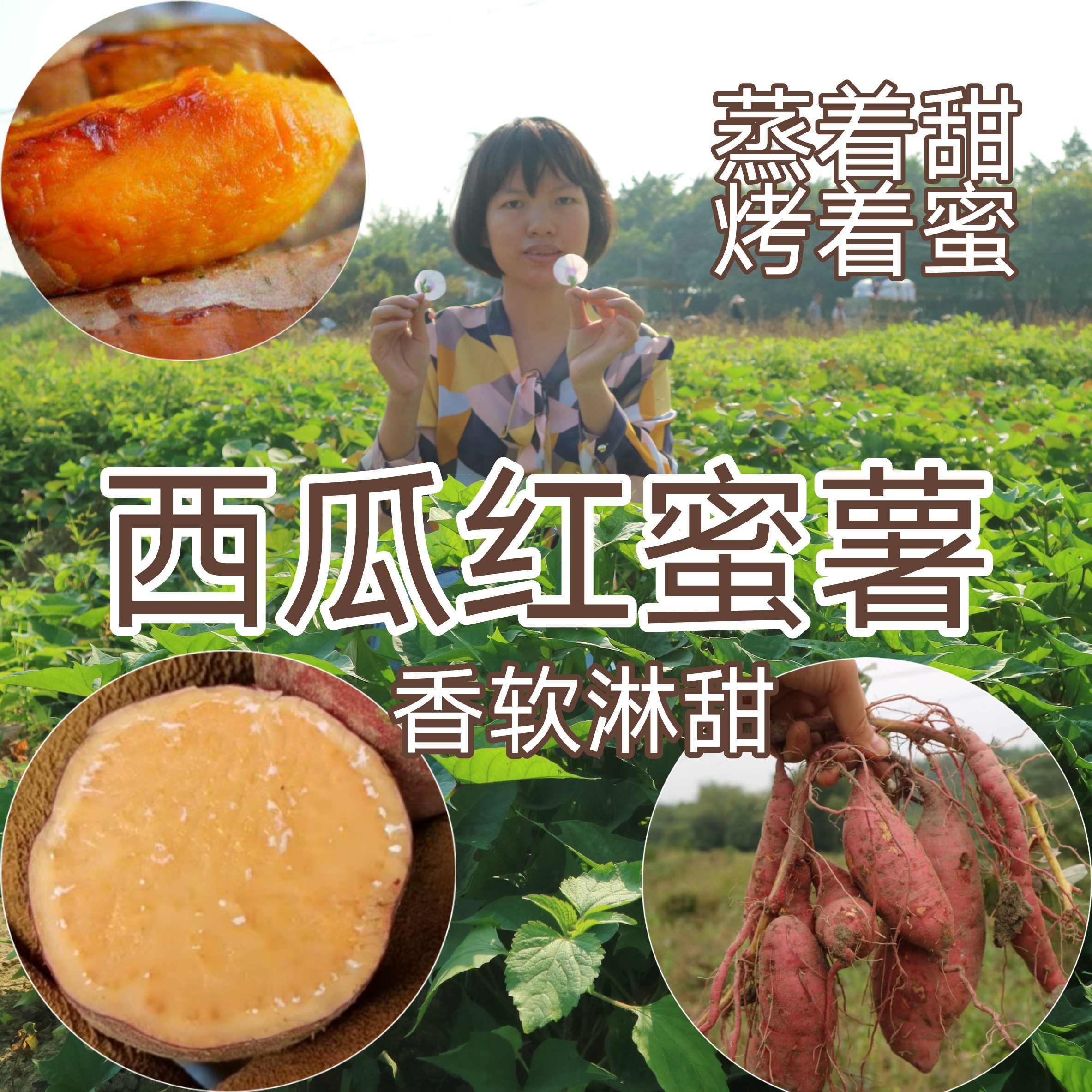 清远本地一点红番薯冰淇淋红薯西瓜红番薯甜糯粉香5斤10斤装