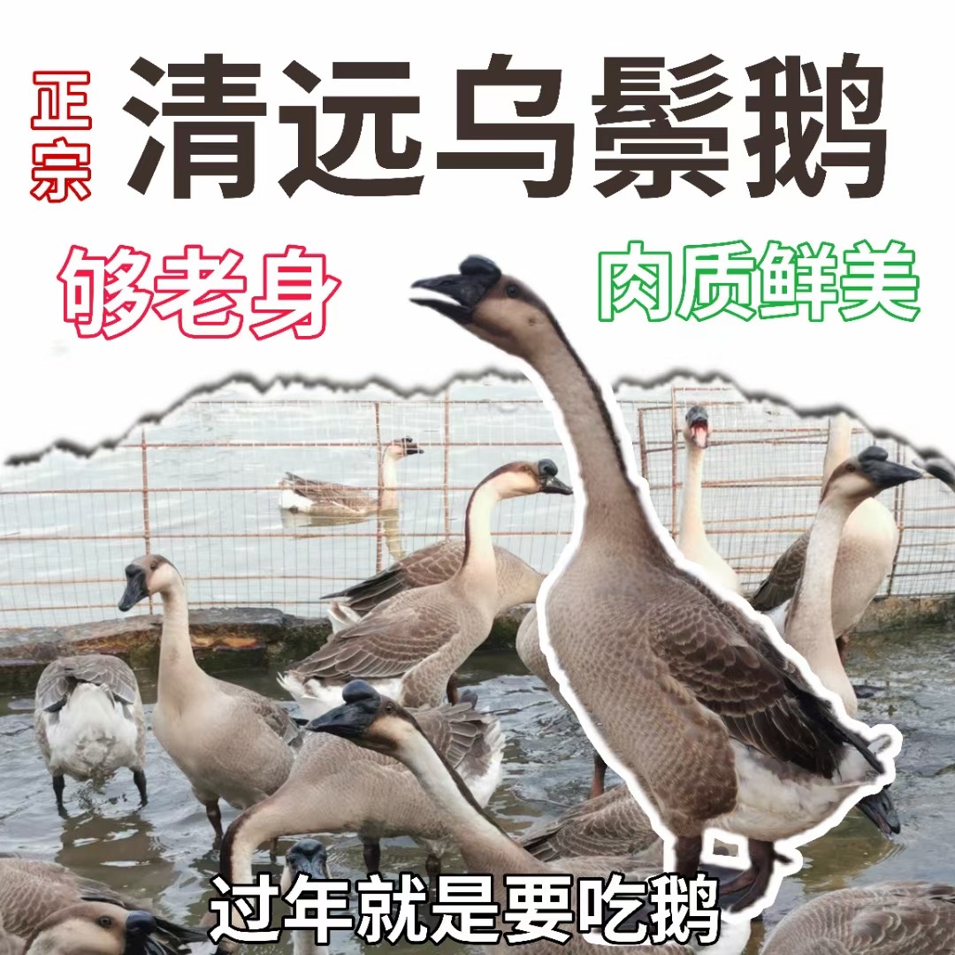 正宗广东清远乌鬃鹅农家散养土鹅鹅肉新鲜8~9斤一只现杀黑棕鹅整