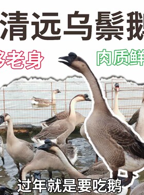 清远乌鬃鹅新鲜农家散养
