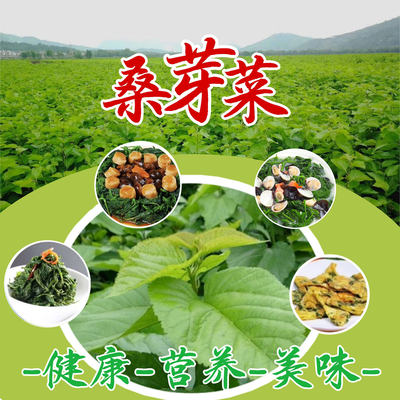 桑叶桑芽菜食用健康蔬菜鲜蕊芽速冻桑叶250克*5包广东省包邮