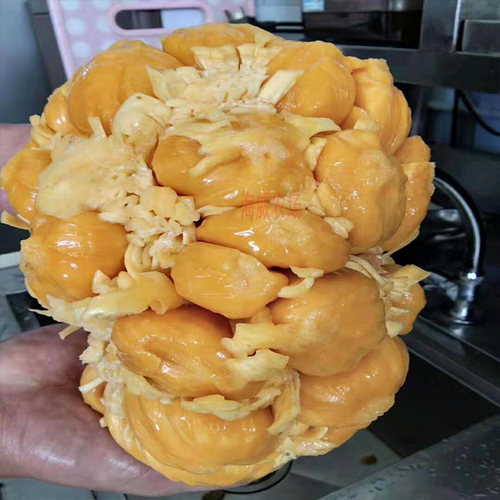 湿包木菠萝树苗黄肉带土带叶广西