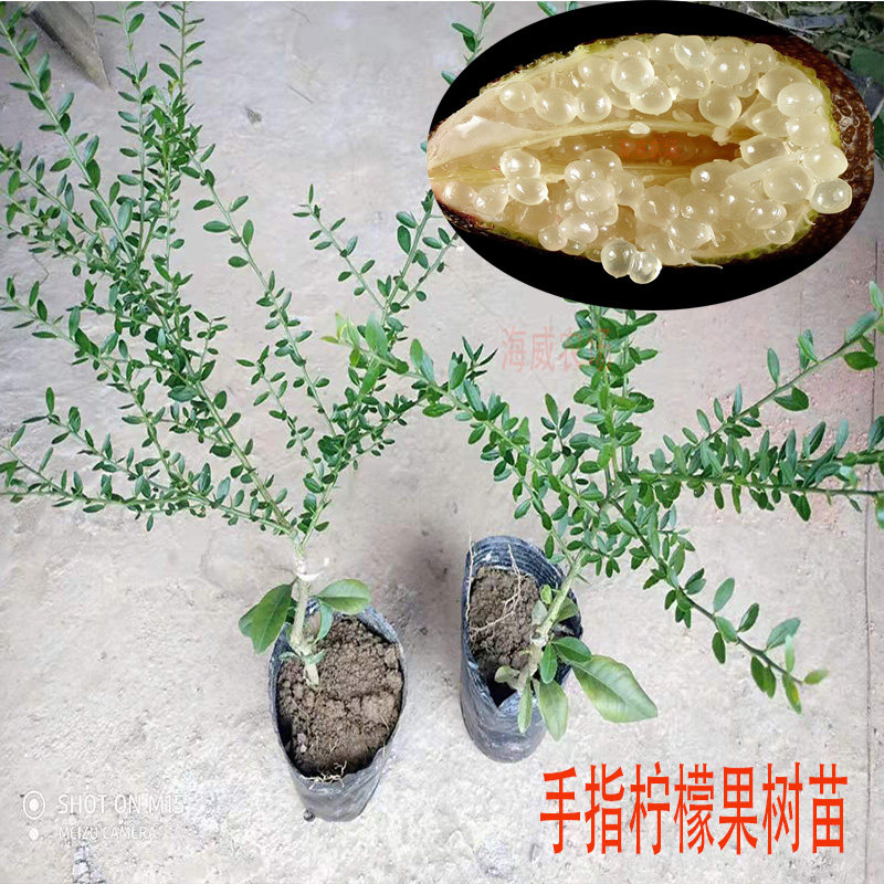 包邮 越南小柠檬果树苗澳洲指橙手指柠檬苗盆栽地栽嫁接当年