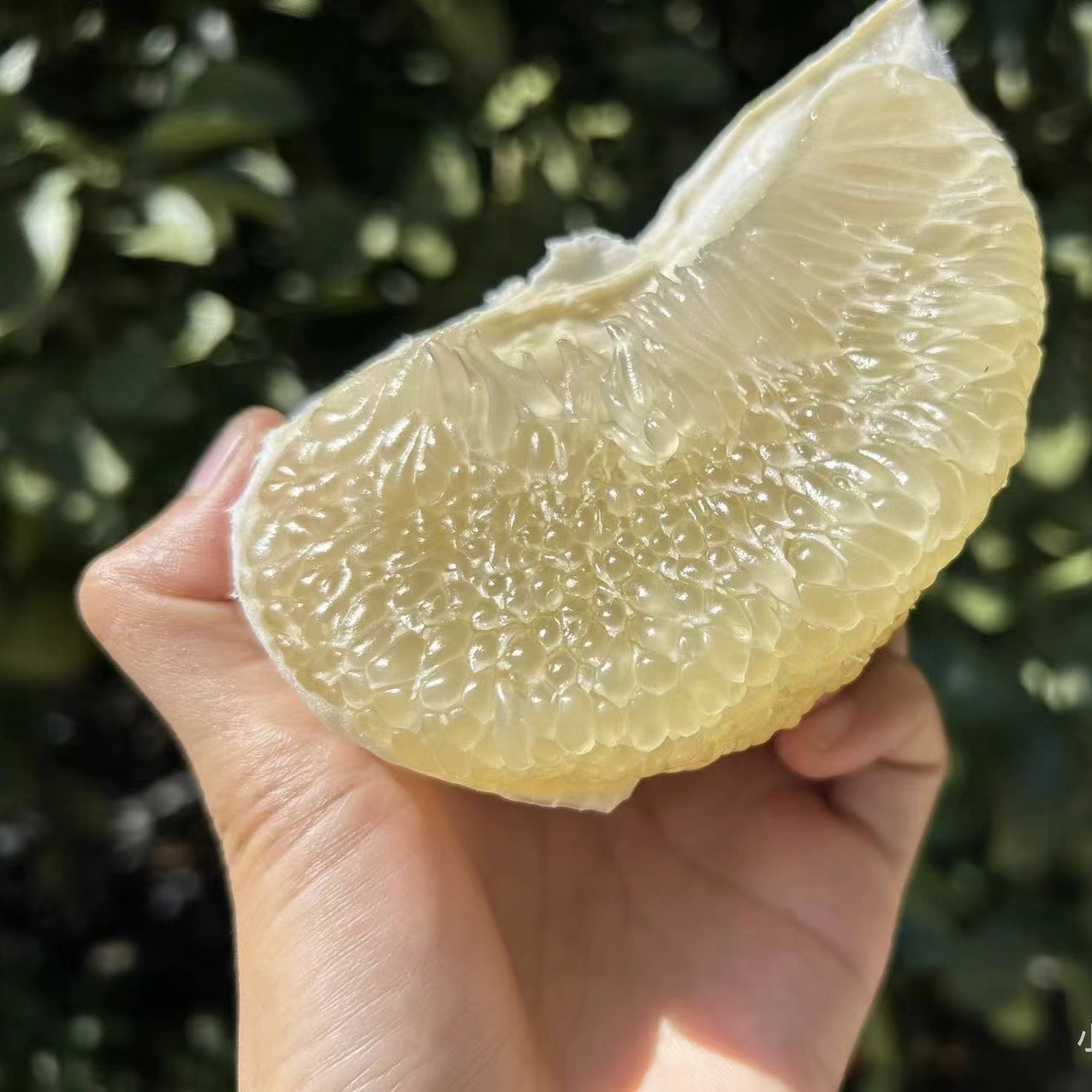 新鲜云南西双版纳傣柚子东试早蜜柚新鲜水果泡果傣柚【酸酸甜甜】