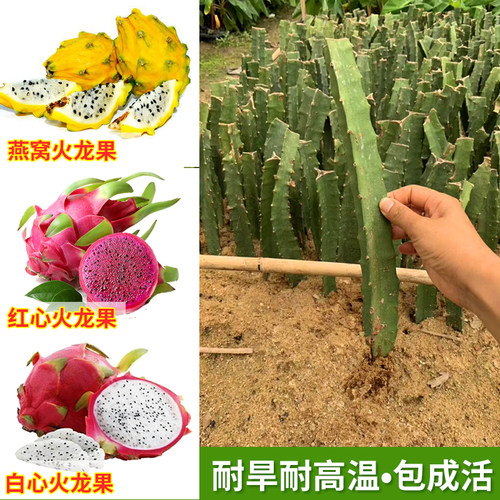 红心红肉火龙果苗四季果树苗带根发货南北方种植阳台盆栽当年结果