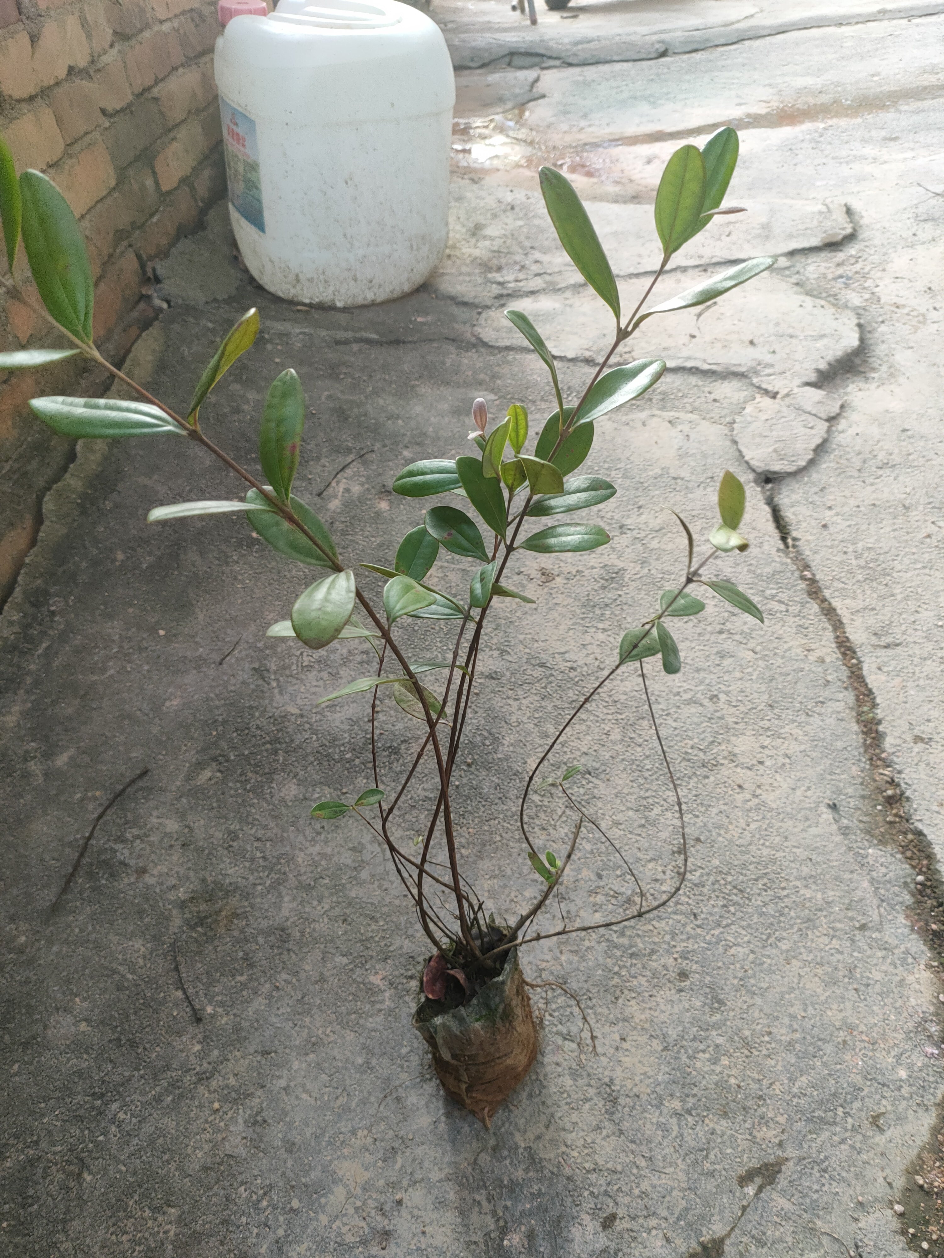 桃金娘树苗捻子苗南方种植盘载地桌面绿植