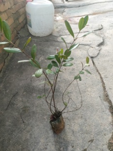 桃金娘树苗捻子苗南方种植盘载地载庭院带土带叶子