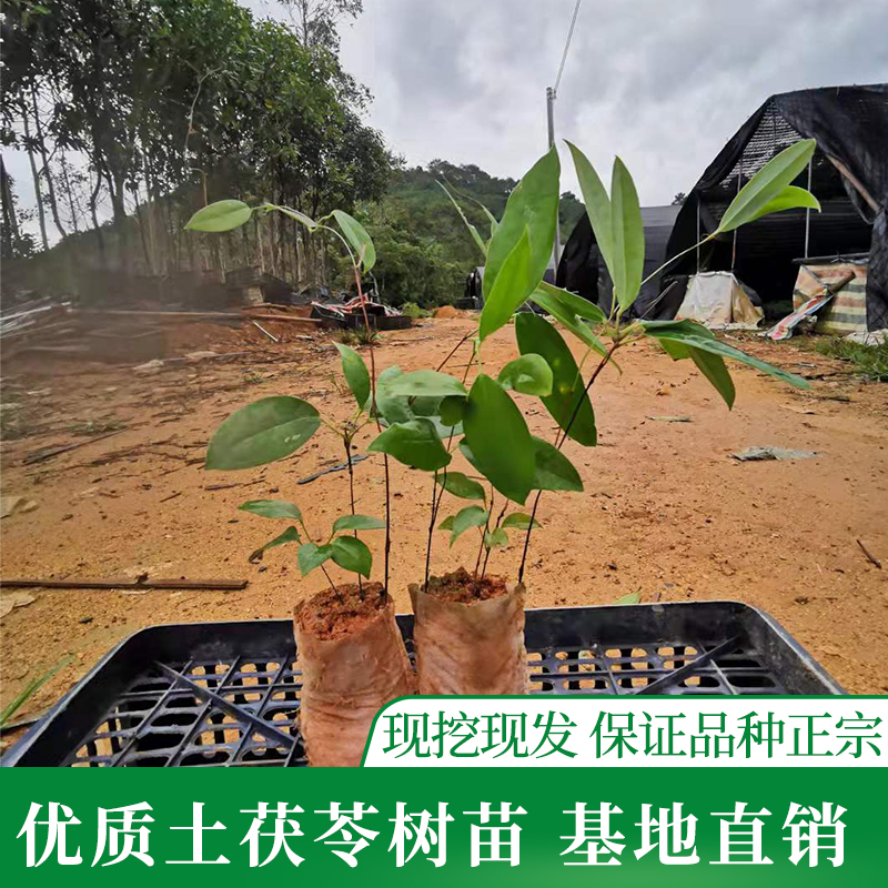 土茯苓种苗硬饭头地胡苓苗攀援灌木带土常绿坡地山南北优质种植苗