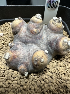 产地黑红皮格加厚敦菊