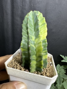 无刺魁伟玉锦大戟仙人球块根多肉植物