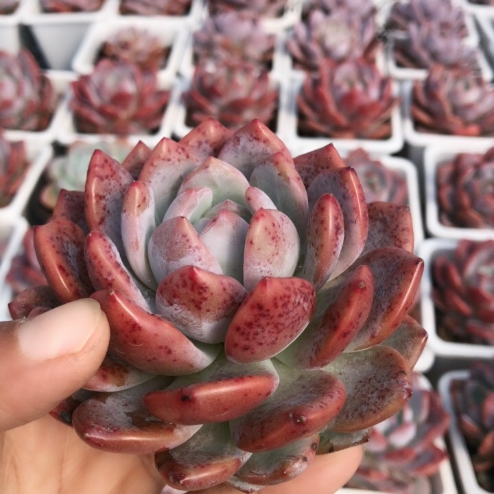 橙梦露 红橙 精控橙梦露木质老桩多肉植物满38包邮