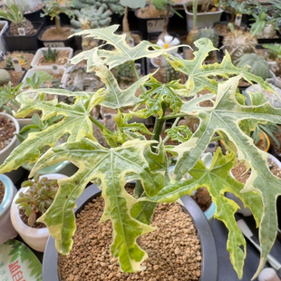 岚枫锦麻风树400