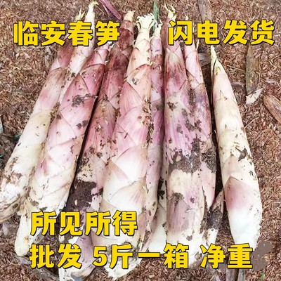 临安新鲜春笋现挖现发嫩芽笋雷笋