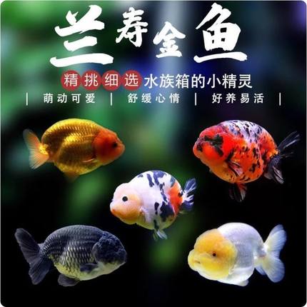 【顺丰上门】纯种红白兰寿鱼奶牛五花活体观赏鱼冷水奶牛金鱼招财