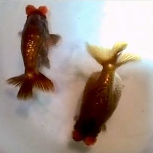 精品龙背绒球金鱼观赏鱼紫凤尾蛋球红白龙背绒球金鱼红绣球金鱼苗