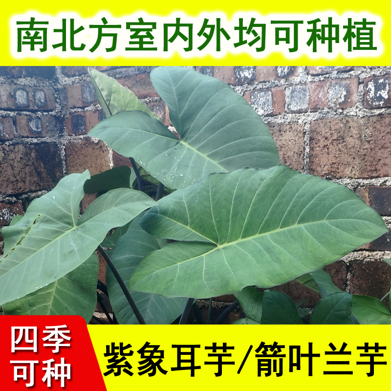 大葉紫象耳芋箭葉蘭芋網(wǎng)紅綠植室內(nèi)外綠植客廳高大葉盆栽庭院造景