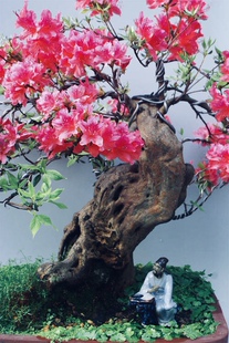 老桩盆景盆栽高山杜鹃鸡血红紫色高山杜鹃